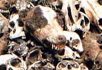 dogs