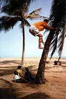 Brian climbs for a coconut.