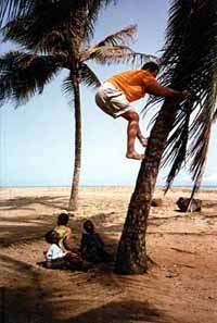 Brian climbs a coconut tree.