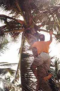 Brian grabs the coconut and tosses it to the ground.