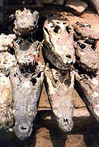 crocodiles