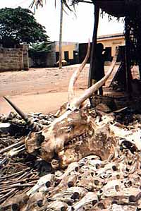 A hippo skull is displayed with a flourish.