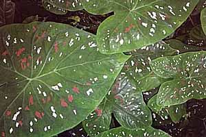 Heart of Jesus plant